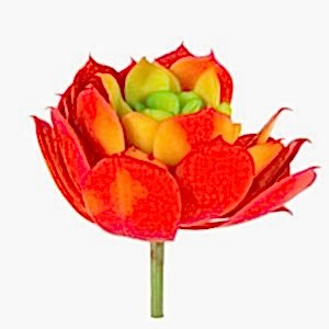 Yapay Eçeverya Sukulent Kaktüs, Kırmızı - 14 cm