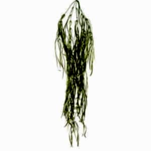 Yapay Söğüt Dalı Sarmaşığı, Yeşil-Kızıl - 110 cm