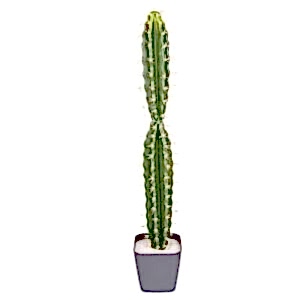 Yapay Kaktüs, Saksılı - 80 cm