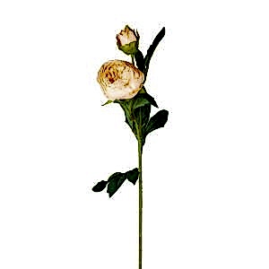 Yapay Şakayık, Krem - Tomurcuklu, 10x66 cm