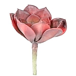 Yapay Kaktüs Sukulent, Bordo - 12 cm
