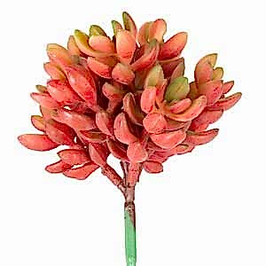 Yapay Kaktüs Sukulent, Kırmızı - 12 cm