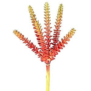 Yapay Kaktüs Sukulent, Kırmızı/Yeşil - 26 cm