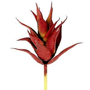 Yapay Kaktüs Sukulent, Kırmızı - 17 cm
