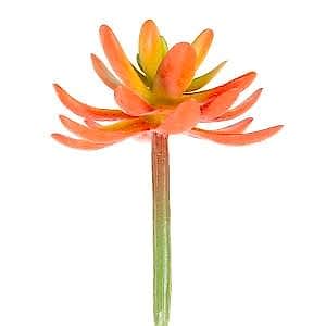 Yapay Kaktüs Sukulent, Kırmızı - 11 cm