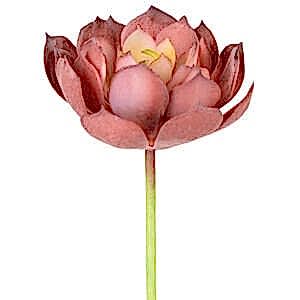 Yapay Kaktüs Sukulent, Kırmızı - 14 cm