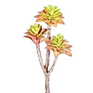 Yapay Kaktüs Sukulent, Kırmızı/Yeşil - 35 cm