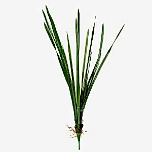 Yapay Saz, Köklü, Yeşil - 55 cm