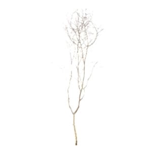 Kuru Bitki, Naturel Gürgen Tanzim Dalı - 190-200 cm
