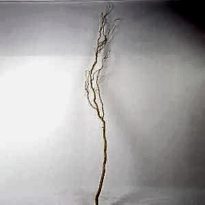 Doğal Salex Dalı, Soyulmuş - ±200 cm