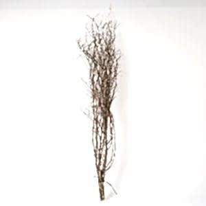 Kuru Bitki, Gürgen Dalı, Naturel Renk - 60-80 cm