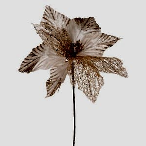 Yılbaşı Çiçeği, Şampanya - 30 cm