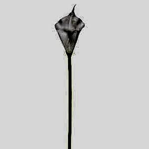 Yapay Calla, Tek Dal, Beyaz - 35 cm