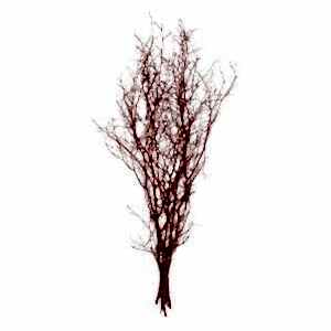 Kuru Bitki, Gürgen Dalı, Kırmızı - 60-80 cm