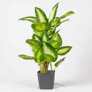 Saksıda Yapay Bitki, Rohdea Japonica, Gerçek Dokulu, Yeşil-Beyaz - 32 Yaprak, 70 cm