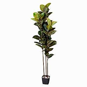 Yapay Ağaç, Kauçuk Ağacı, Gerçek Dokulu, Yeşil - 66 Yaprak, 180 cm