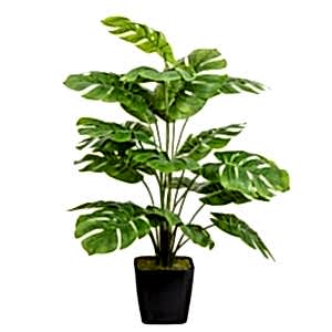 Yapay Deve Tabanı Bitkisi (Monstera Ağacı), Saksıda, Yeşil - 18 Yapraklı, 70 cm