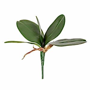 Yapay Çiçek, Orkide Yaprağı, Yeşil - 25 cm
