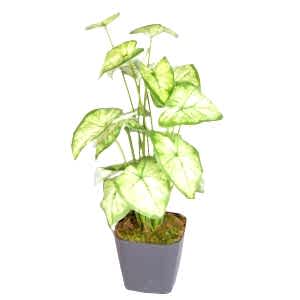 Saksıda Yapay Bitki, Syngonium-Melek Kanadı, Gerçek Dokulu, Yeşil-Beyaz - 18 Yaprak, 43 cm