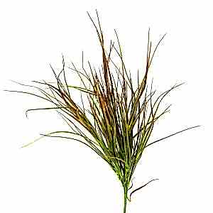 Yapay Saz Demet, Parlak, Kızıl-Yeşil - 55 cm